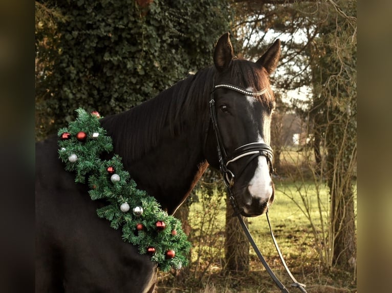 Oostenrijks warmbloed Ruin 11 Jaar 180 cm Zwart in Dobersdorf