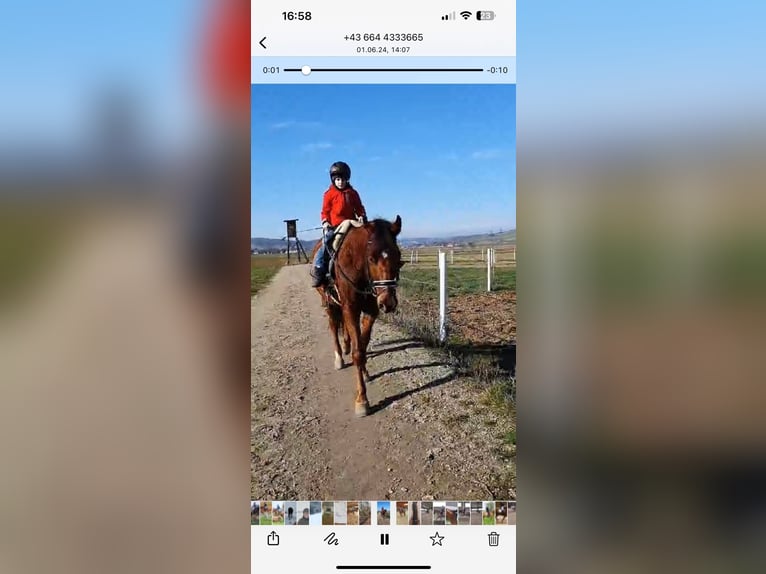 Oostenrijks warmbloed Ruin 12 Jaar 170 cm Lichtbruin in Pelmberg