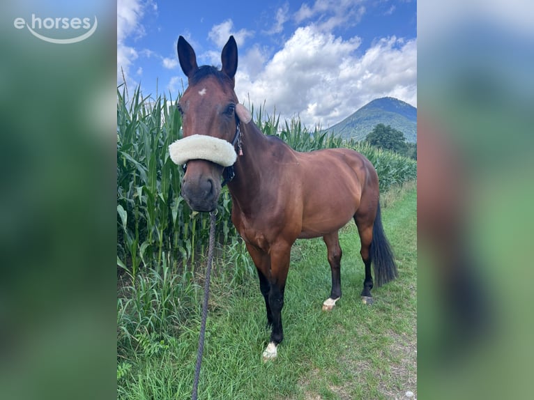 Oostenrijks warmbloed Ruin 12 Jaar 175 cm Bruin in Oberaudorf