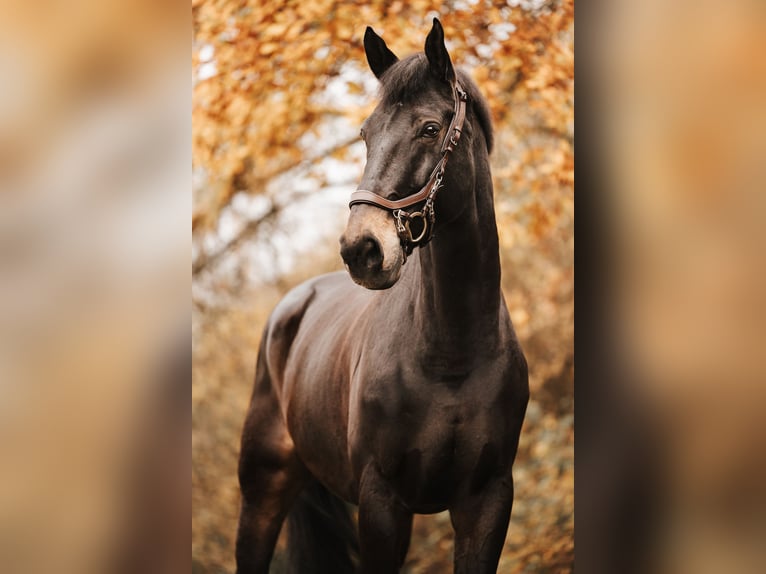 Oostenrijks warmbloed Ruin 12 Jaar 177 cm Bruin in Neunkirchen