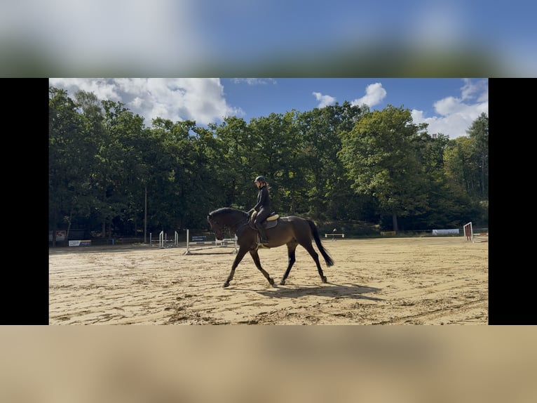 Oostenrijks warmbloed Ruin 12 Jaar 177 cm Bruin in Neunkirchen