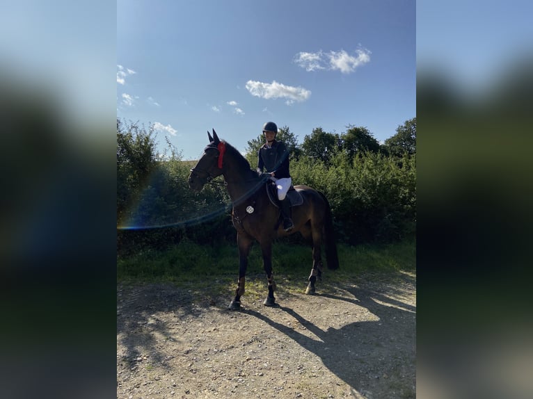 Oostenrijks warmbloed Ruin 12 Jaar 177 cm Bruin in Neunkirchen
