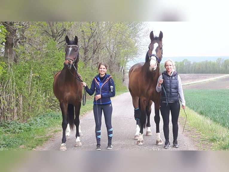 Oostenrijks warmbloed Ruin 12 Jaar 186 cm Bruin in Hof am Leithaberge
