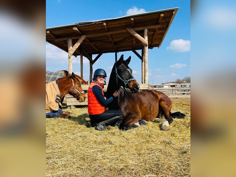 Oostenrijks warmbloed Ruin 12 Jaar 186 cm Bruin in Hof am Leithaberge