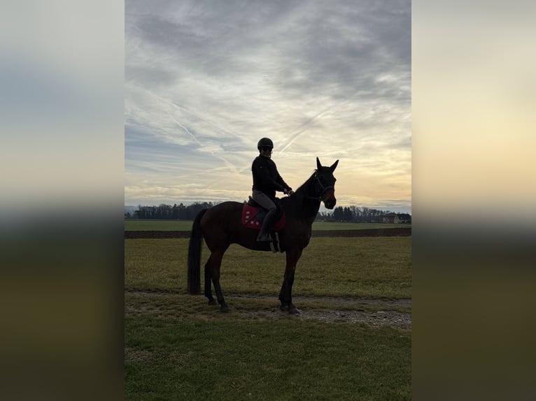 Oostenrijks warmbloed Ruin 13 Jaar 160 cm Bruin in Wildon