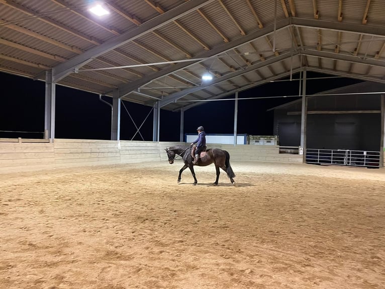 Oostenrijks warmbloed Ruin 13 Jaar 162 cm Donkerbruin in lengau