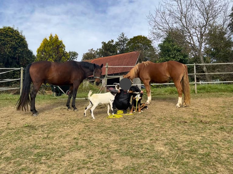 Oostenrijks warmbloed Ruin 13 Jaar 165 cm Bruin in St. Stefan im Rosenthal