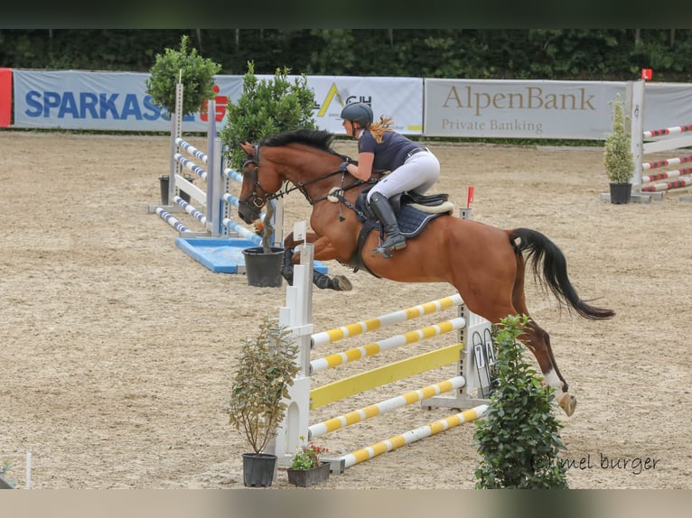Oostenrijks warmbloed Ruin 13 Jaar 165 cm Bruin in Kaltenbach