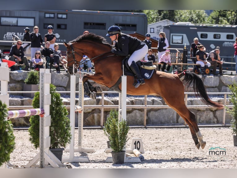 Oostenrijks warmbloed Ruin 13 Jaar 165 cm Bruin in Kaltenbach