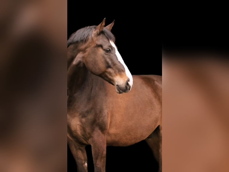 Oostenrijks warmbloed Ruin 13 Jaar 166 cm Bruin in Traunreut