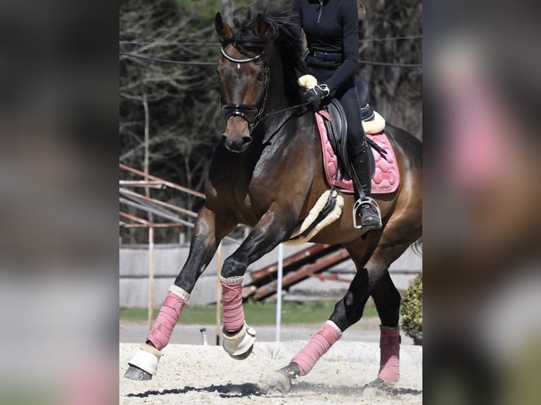 Oostenrijks warmbloed Ruin 14 Jaar 167 cm Donkerbruin in Kumberg