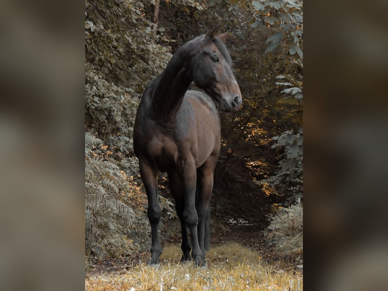 Oostenrijks warmbloed Ruin 14 Jaar 167 cm Donkerbruin in Kumberg