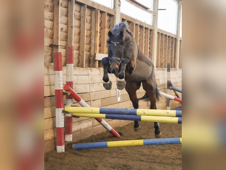 Oostenrijks warmbloed Ruin 14 Jaar 167 cm Donkerbruin in Kumberg