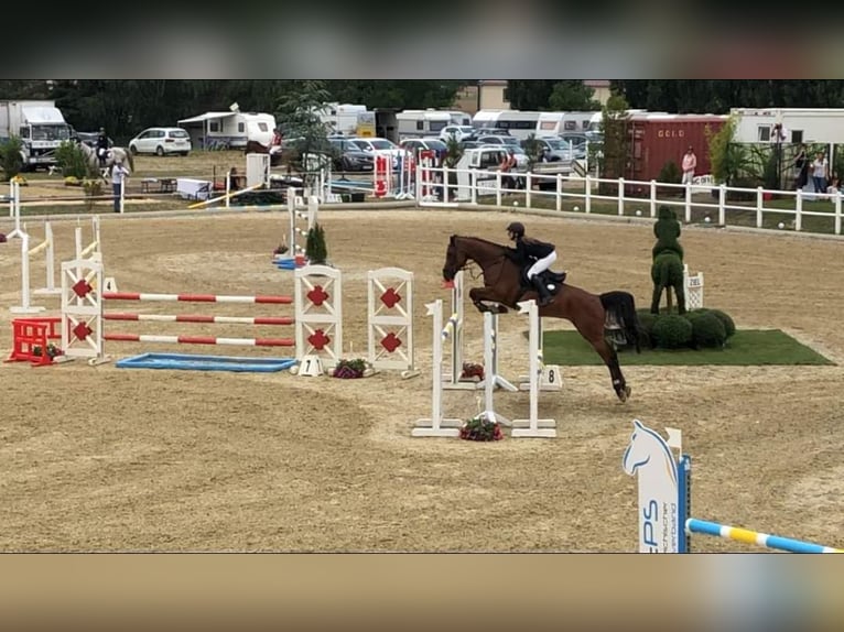 Oostenrijks warmbloed Ruin 14 Jaar Bruin in Ebreichsdorf
