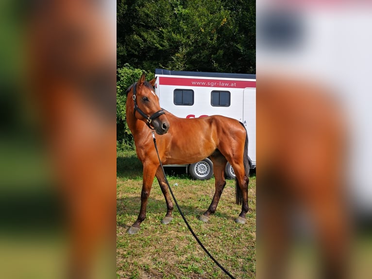 Oostenrijks warmbloed Ruin 14 Jaar Bruin in Ebreichsdorf