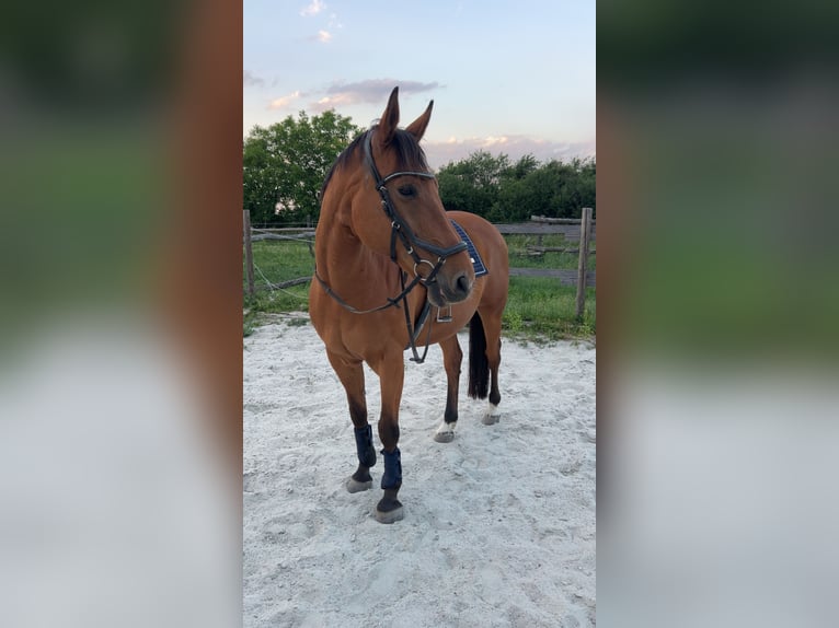 Oostenrijks warmbloed Ruin 15 Jaar 155 cm Bruin in Eisenstadt