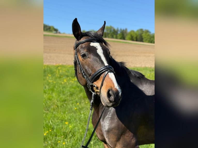 Oostenrijks warmbloed Ruin 15 Jaar 165 cm Donkerbruin in Hartkirchen