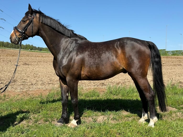 Oostenrijks warmbloed Ruin 15 Jaar 165 cm Donkerbruin in Hartkirchen