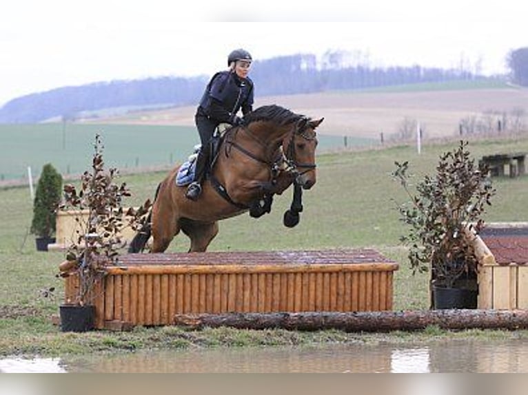 Oostenrijks warmbloed Ruin 16 Jaar 168 cm Bruin in Pottendorf