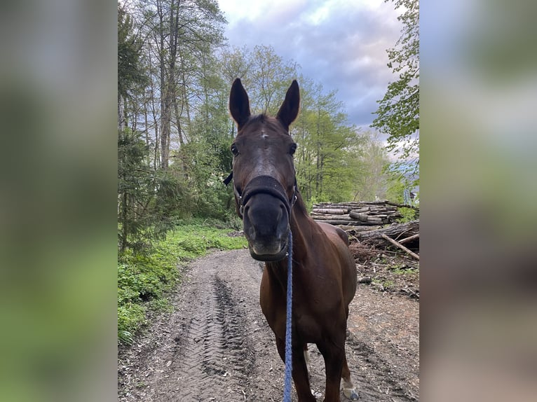 Oostenrijks warmbloed Ruin 16 Jaar 180 cm Donkere-vos in Klagenfurt