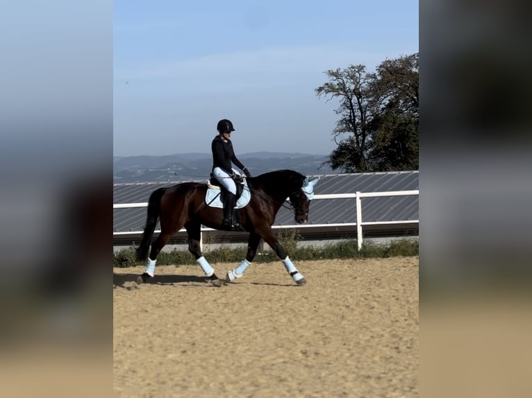 Oostenrijks warmbloed Ruin 19 Jaar 165 cm Donkerbruin in St.Valentin