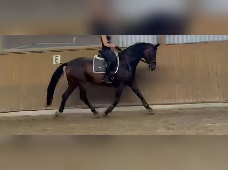 Oostenrijks warmbloed Ruin 20 Jaar 166 cm Bruin in Langwedel