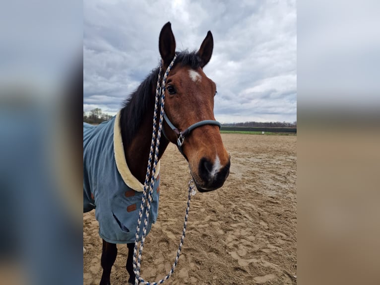 Oostenrijks warmbloed Ruin 21 Jaar Bruin in Leibnitz