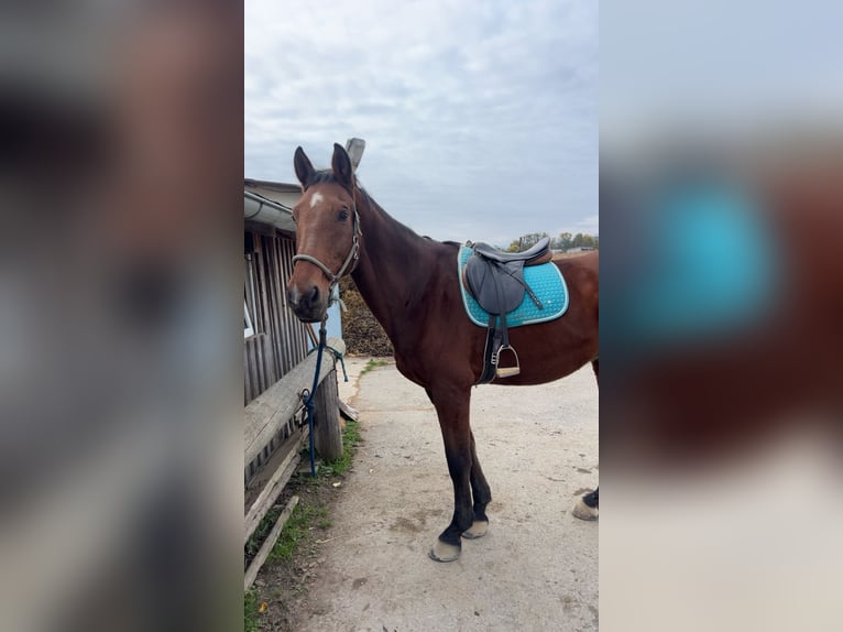 Oostenrijks warmbloed Ruin 21 Jaar Bruin in Leibnitz
