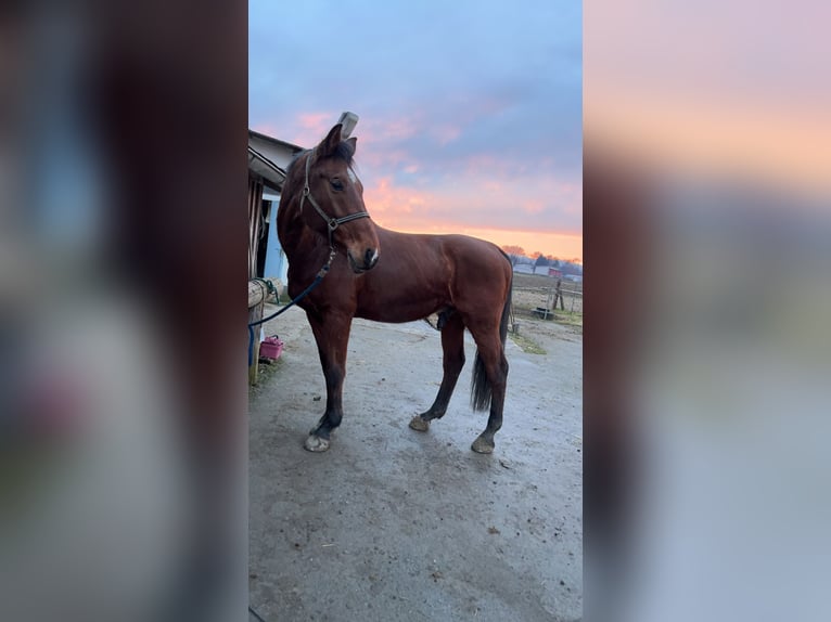 Oostenrijks warmbloed Ruin 21 Jaar Bruin in Leibnitz