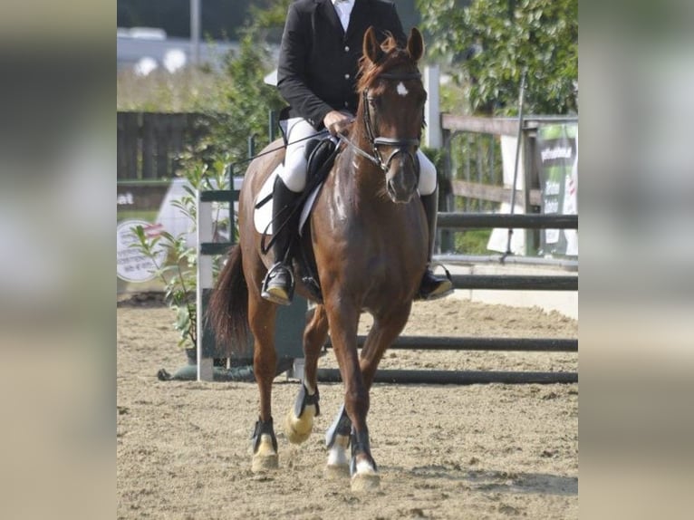 Oostenrijks warmbloed Ruin 21 Jaar Vos in Mitterfeld