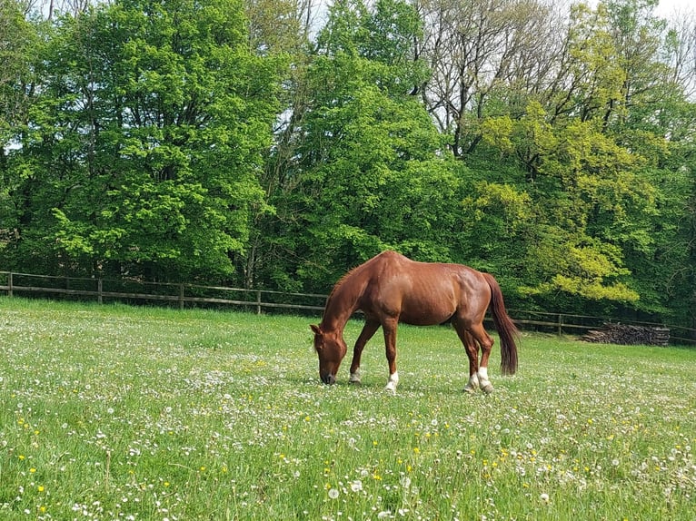 Oostenrijks warmbloed Ruin 21 Jaar Vos in Mitterfeld