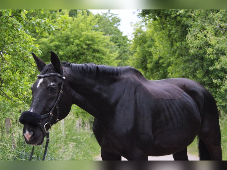 Oostenrijks warmbloed Ruin 23 Jaar 176 cm Zwart in Haan