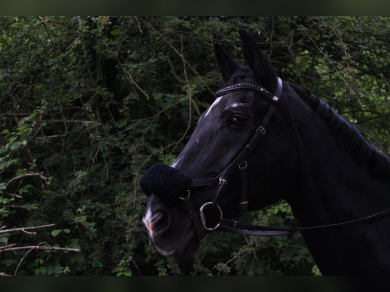 Oostenrijks warmbloed Ruin 23 Jaar 176 cm Zwart in Haan