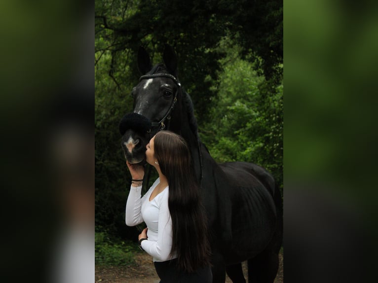 Oostenrijks warmbloed Ruin 23 Jaar 176 cm Zwart in Haan