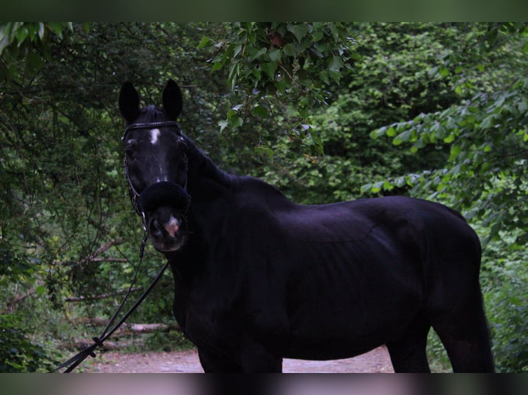 Oostenrijks warmbloed Ruin 23 Jaar 176 cm Zwart in Haan