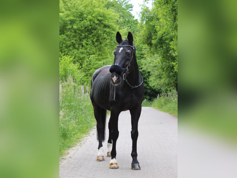 Oostenrijks warmbloed Ruin 23 Jaar 176 cm Zwart in Haan