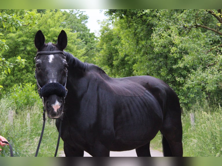 Oostenrijks warmbloed Ruin 23 Jaar 176 cm Zwart in Haan