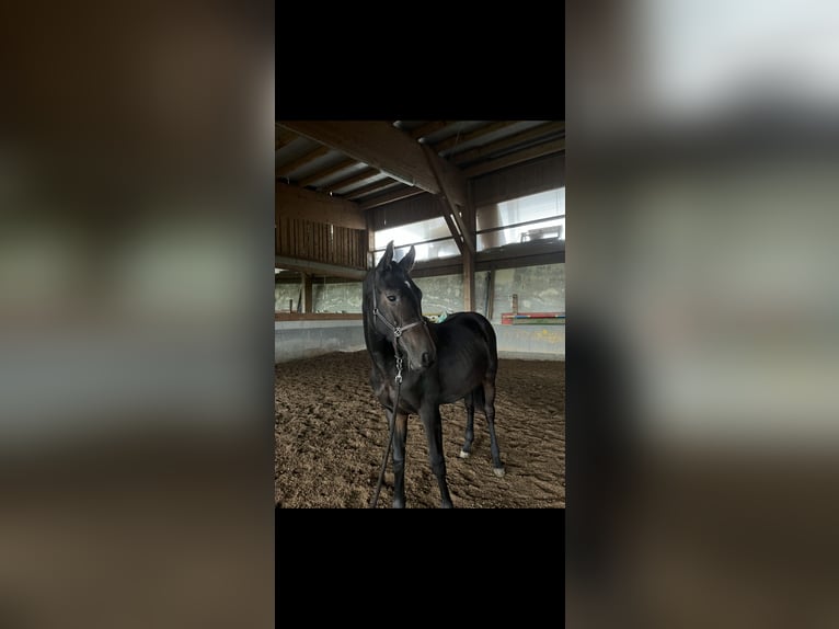 Oostenrijks warmbloed Ruin 2 Jaar 165 cm Donkerbruin in Neuhofen an der Ybbs
