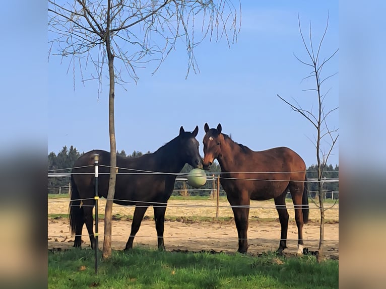 Oostenrijks warmbloed Ruin 2 Jaar 168 cm Bruin in Weistrach