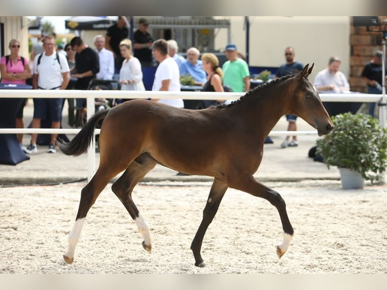 Oostenrijks warmbloed Ruin 2 Jaar Bruin in Desselbrunn