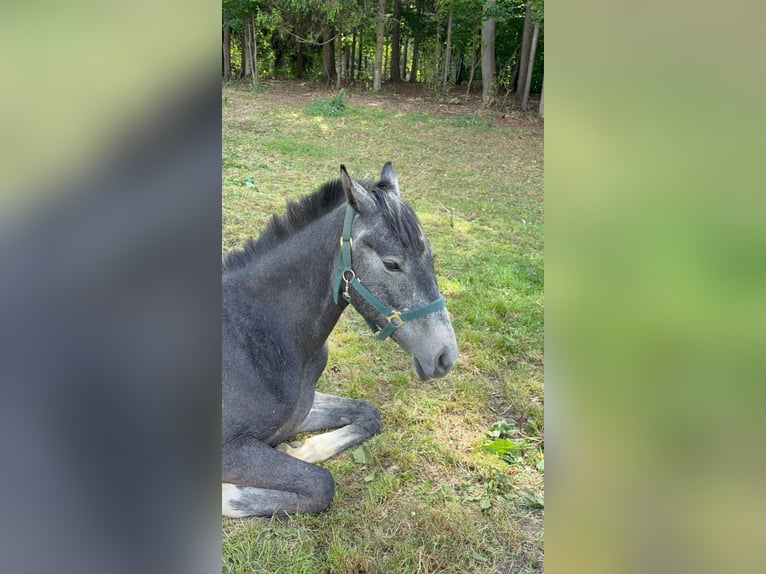 Oostenrijks warmbloed Ruin 2 Jaar Schimmel in Untergroßau
