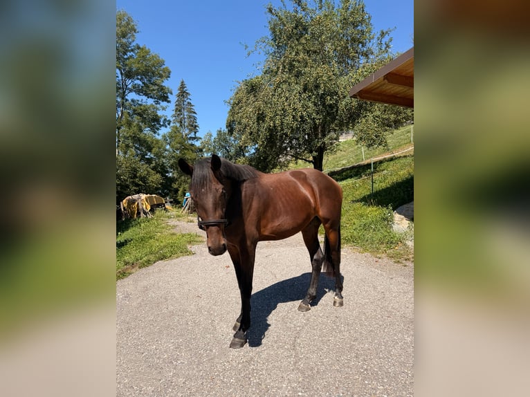 Oostenrijks warmbloed Ruin 3 Jaar 162 cm Donkerbruin in Spittal an der Drau