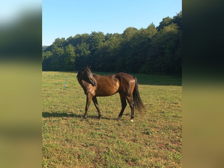 Oostenrijks warmbloed Ruin 3 Jaar 165 cm Donkerbruin in St. Andrä im Lavanttal