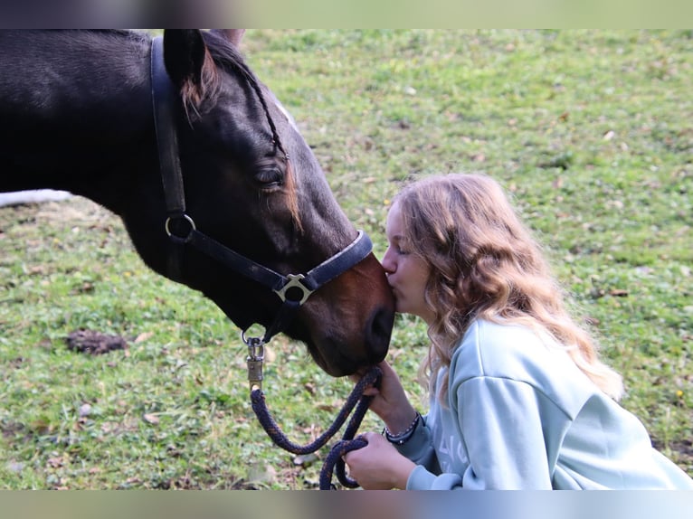 Oostenrijks warmbloed Ruin 3 Jaar 168 cm Donkerbruin in Schilderst. Paul