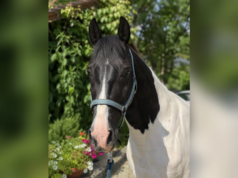 Oostenrijks warmbloed Ruin 3 Jaar 168 cm Gevlekt-paard in Bad Kleinkirchheim