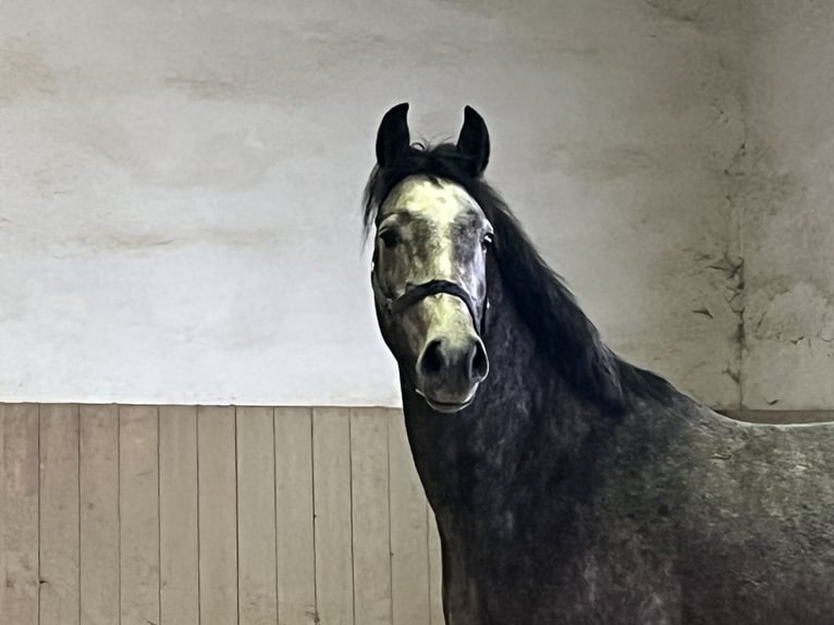 Oostenrijks warmbloed Ruin 3 Jaar 168 cm Schimmel in Heiligenkreuz