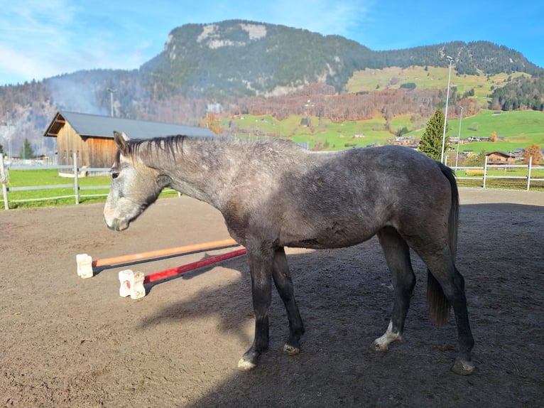 Oostenrijks warmbloed Ruin 3 Jaar 170 cm Appelschimmel in AU
