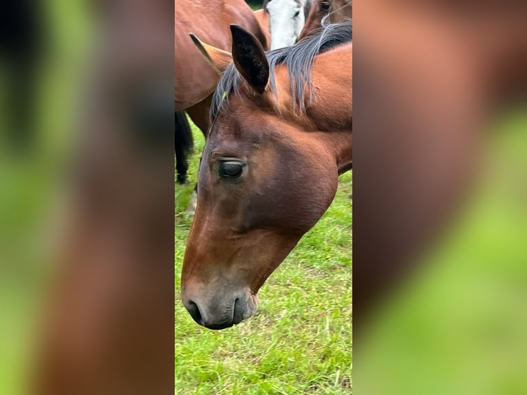 Oostenrijks warmbloed Ruin 3 Jaar 170 cm Bruin in Ebreichsdorf