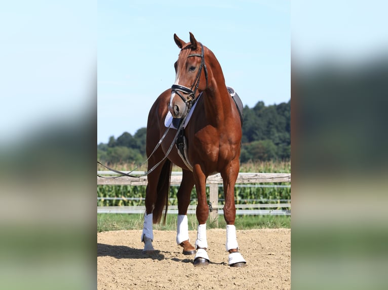 Oostenrijks warmbloed Ruin 3 Jaar 173 cm Vos in St Marein bei Graz