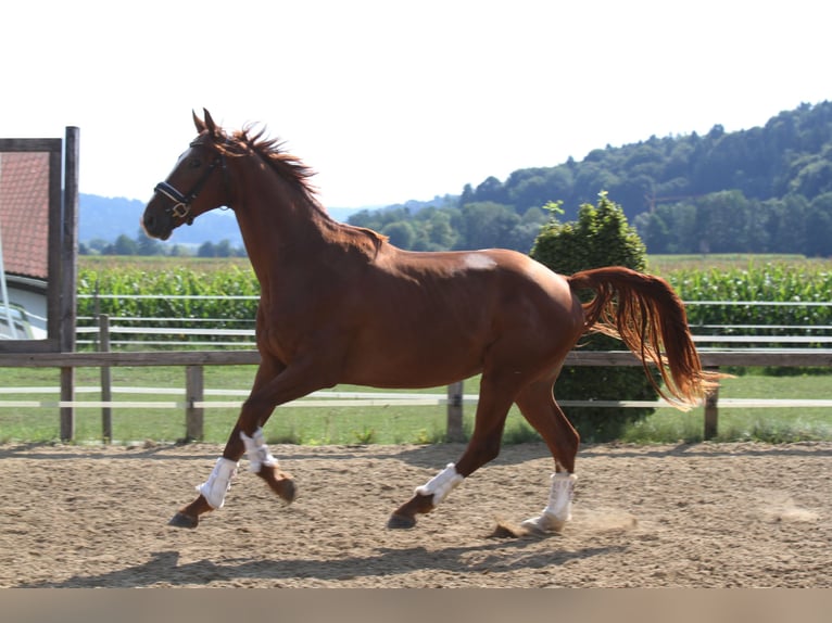 Oostenrijks warmbloed Ruin 3 Jaar 173 cm Vos in St Marein bei Graz